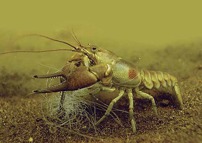 The Problem - Invasive Species: Rusty Crayfish